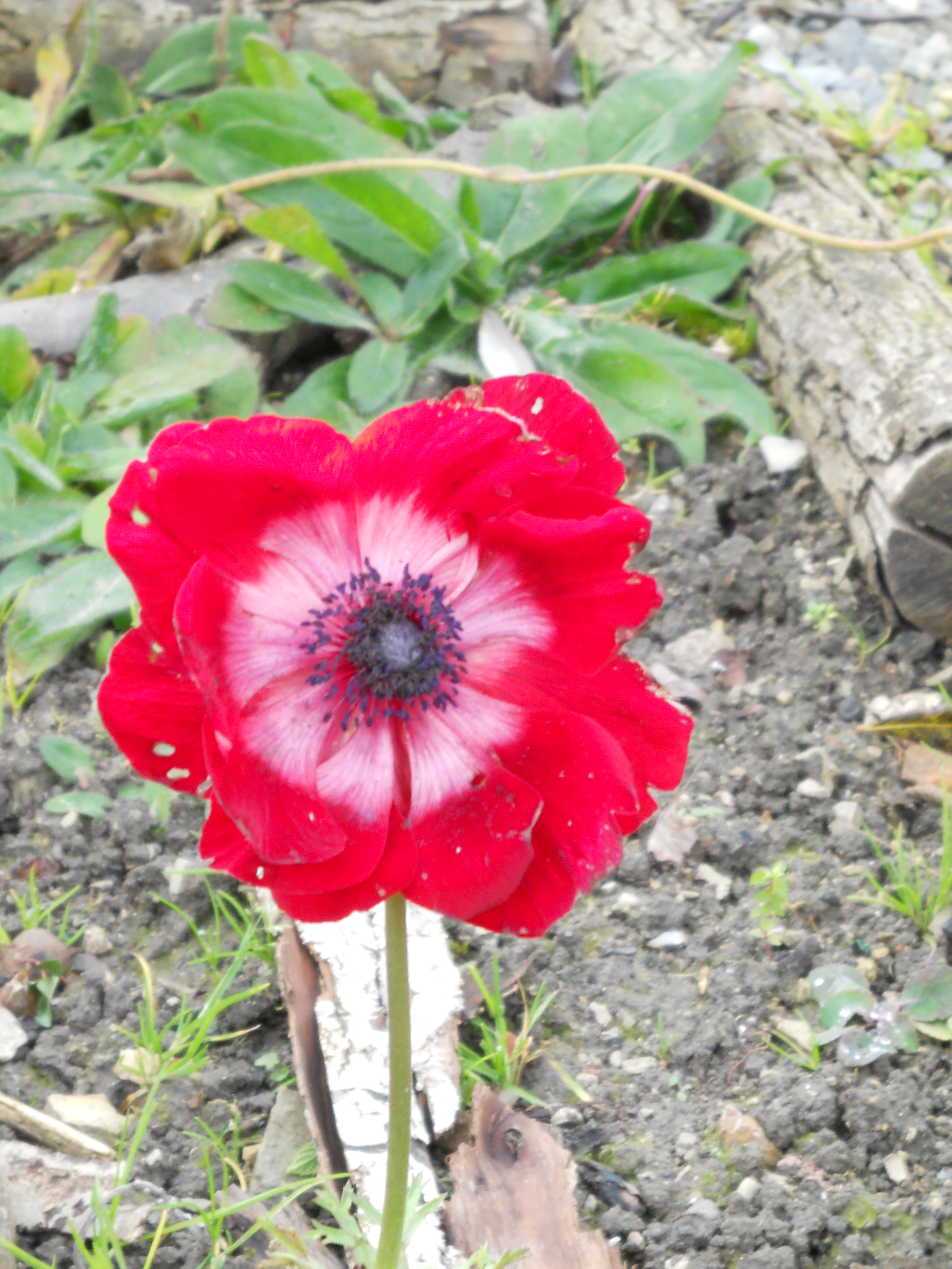 anemone2