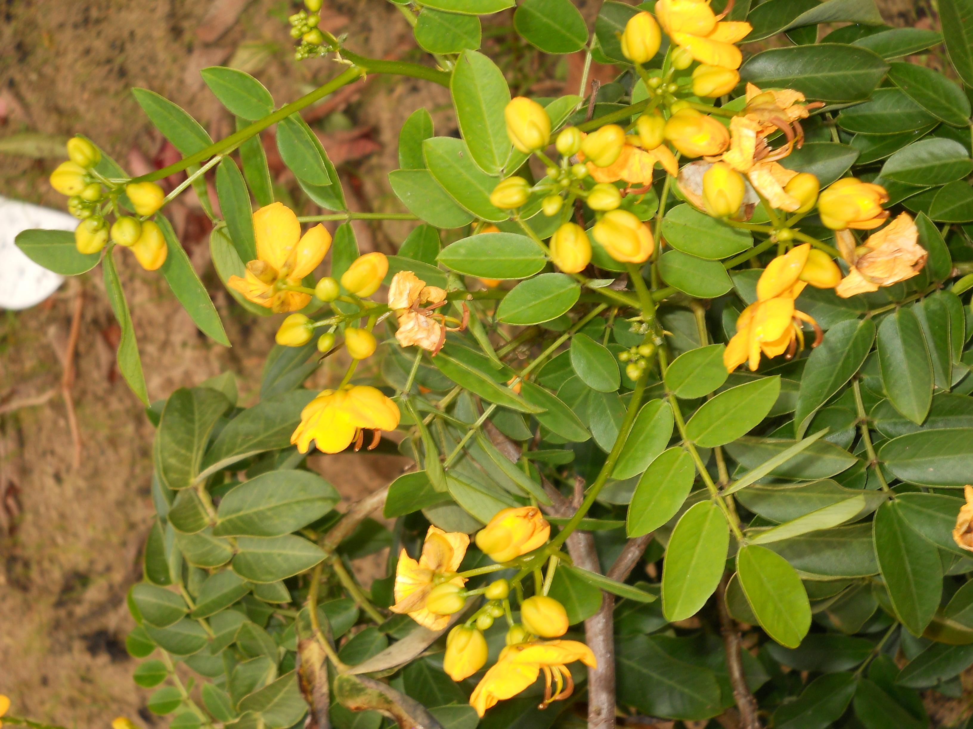 cassia