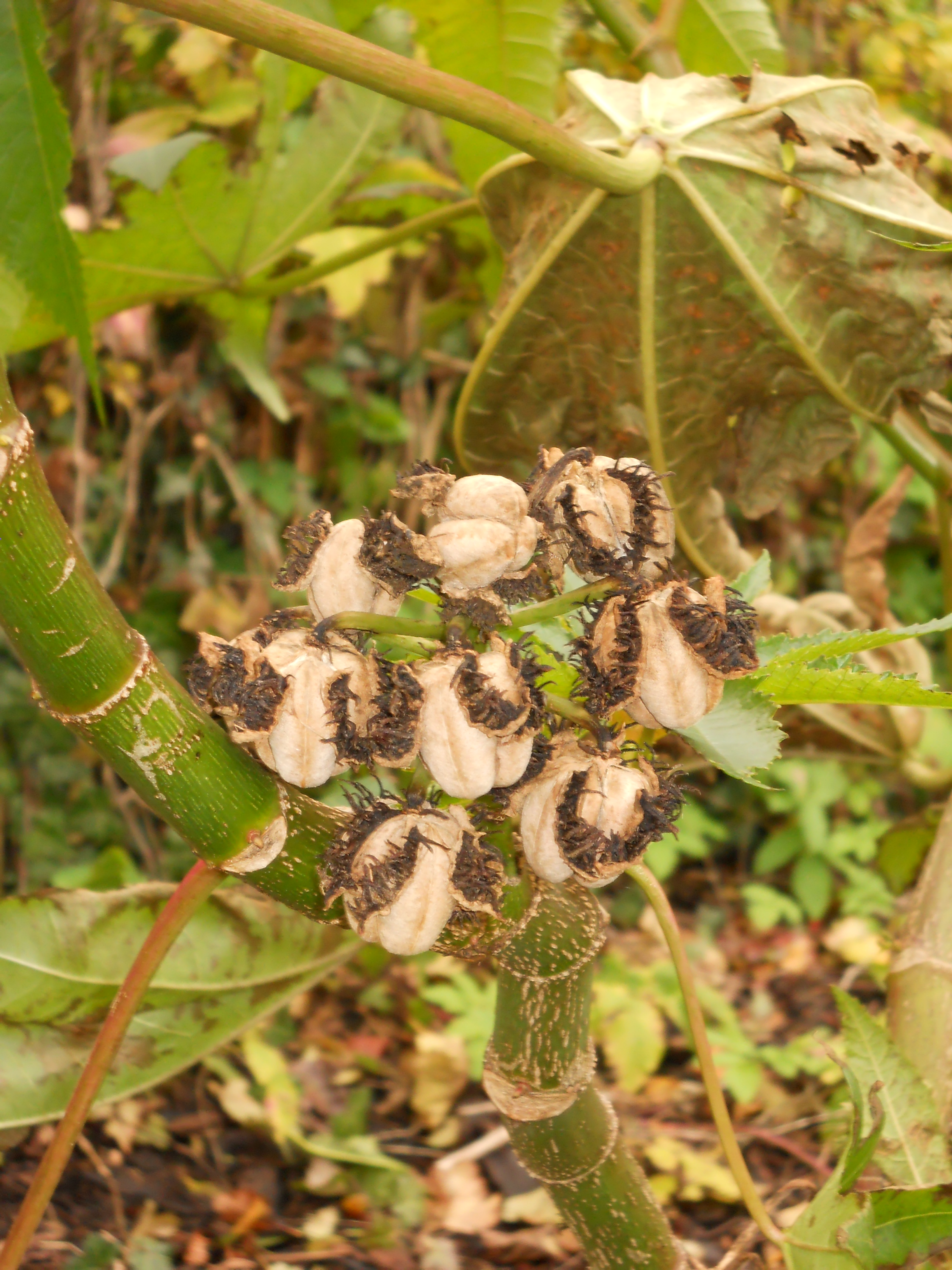rhizinus