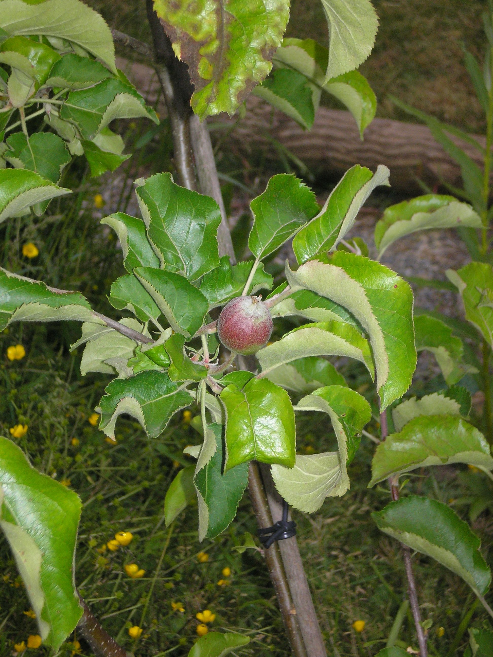apfel.jpg