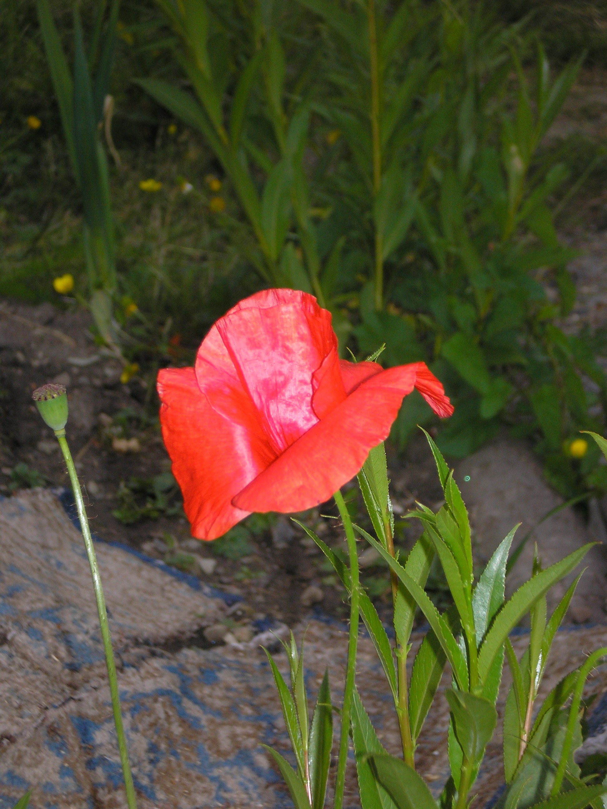 blumenaufdemfeld.jpg