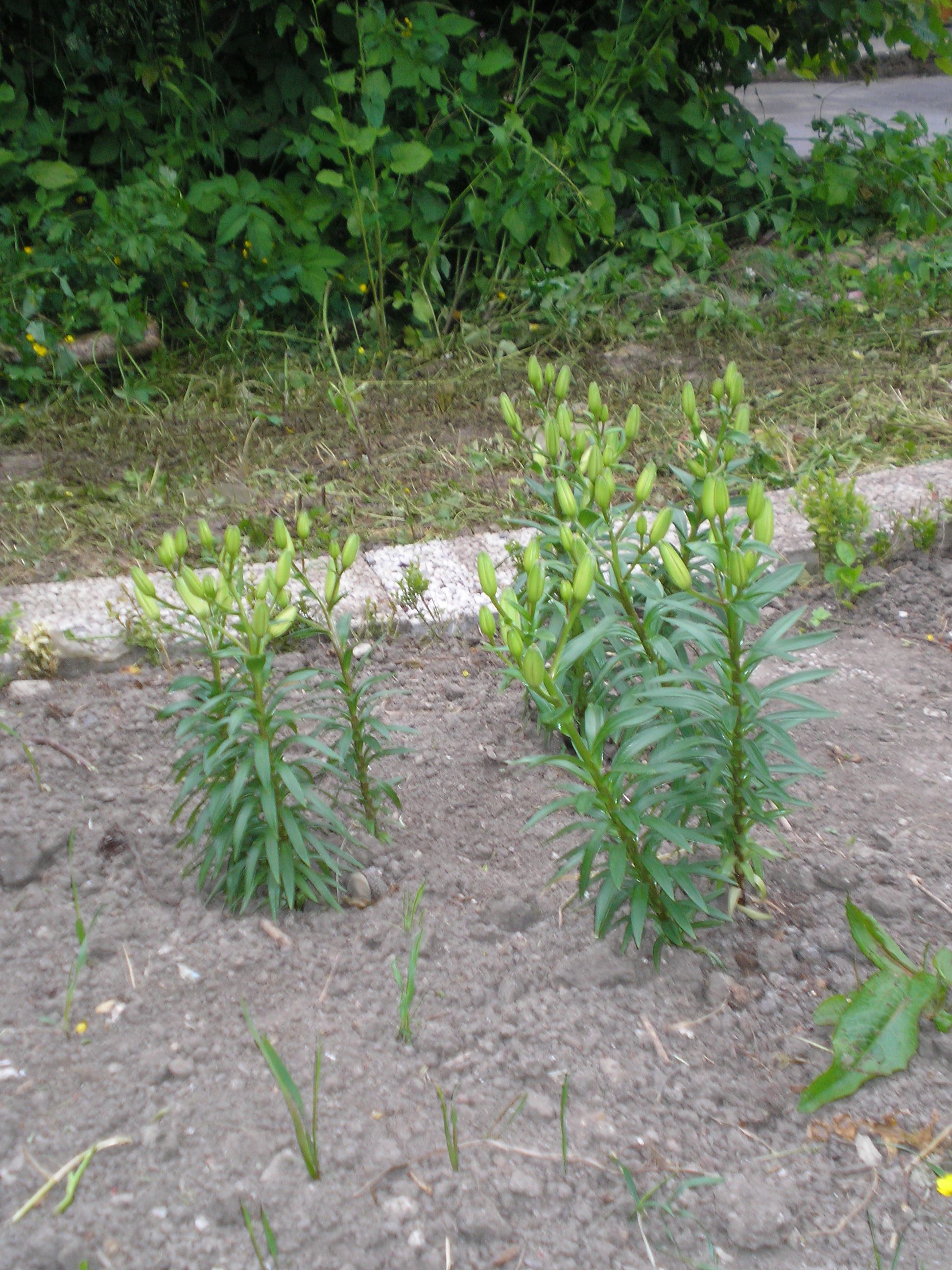 lilien.jpg